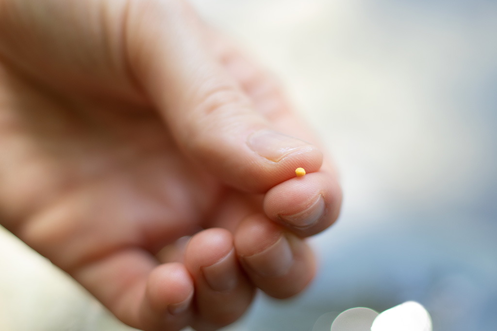 Holding a mustard seed like in Jesus' Parable