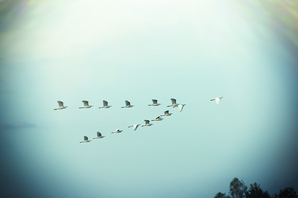 Bird leading a flight of birds