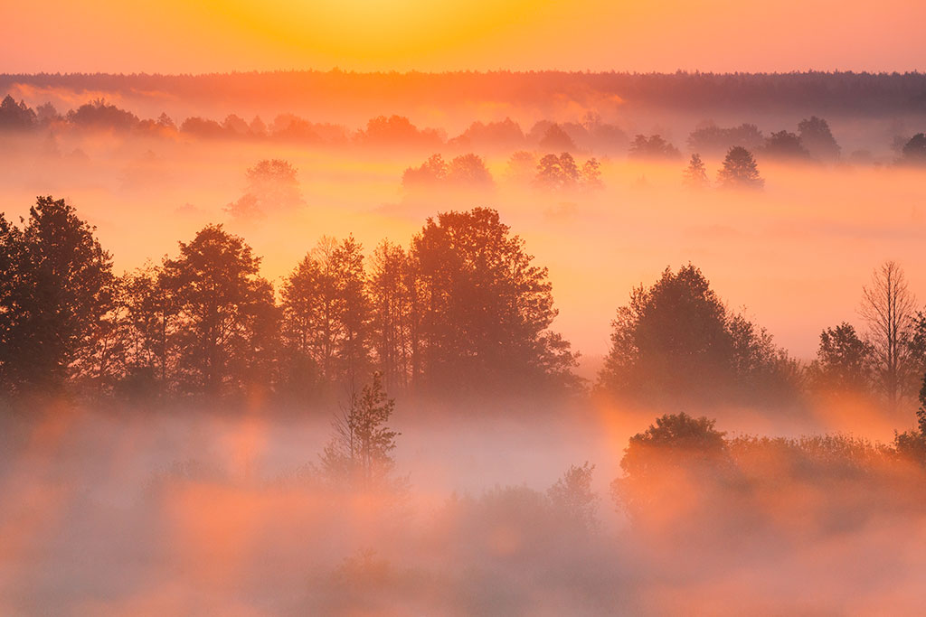 Trees with fog representing the Holy Spirit's constant presence