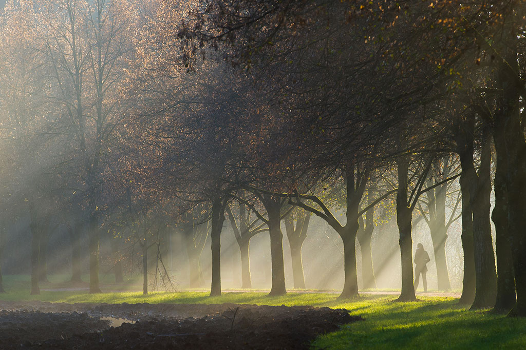 Light coming through the trees