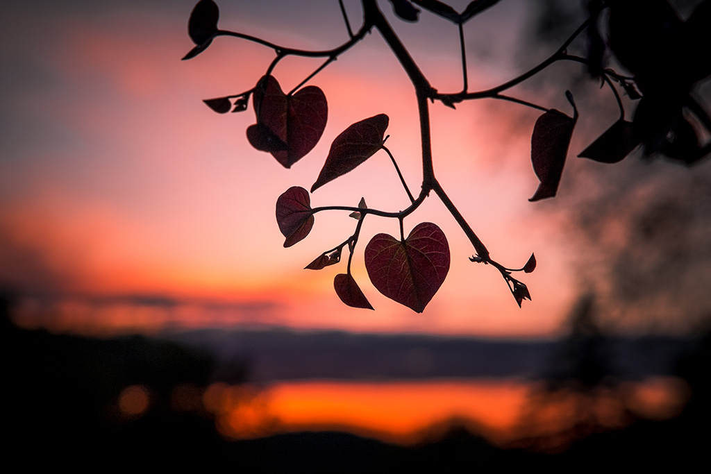The Heart of the Gospel: A Look Into John 3:16