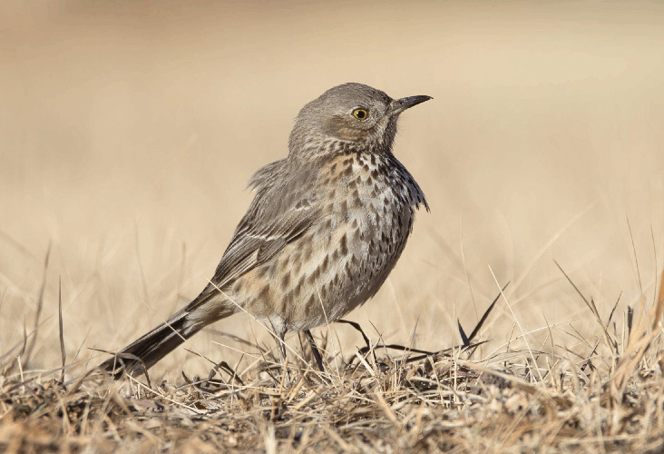 Sage Thrasher