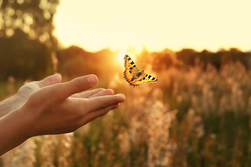 The Life You Were Reborn to Live