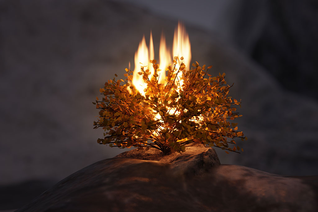 Burning bush