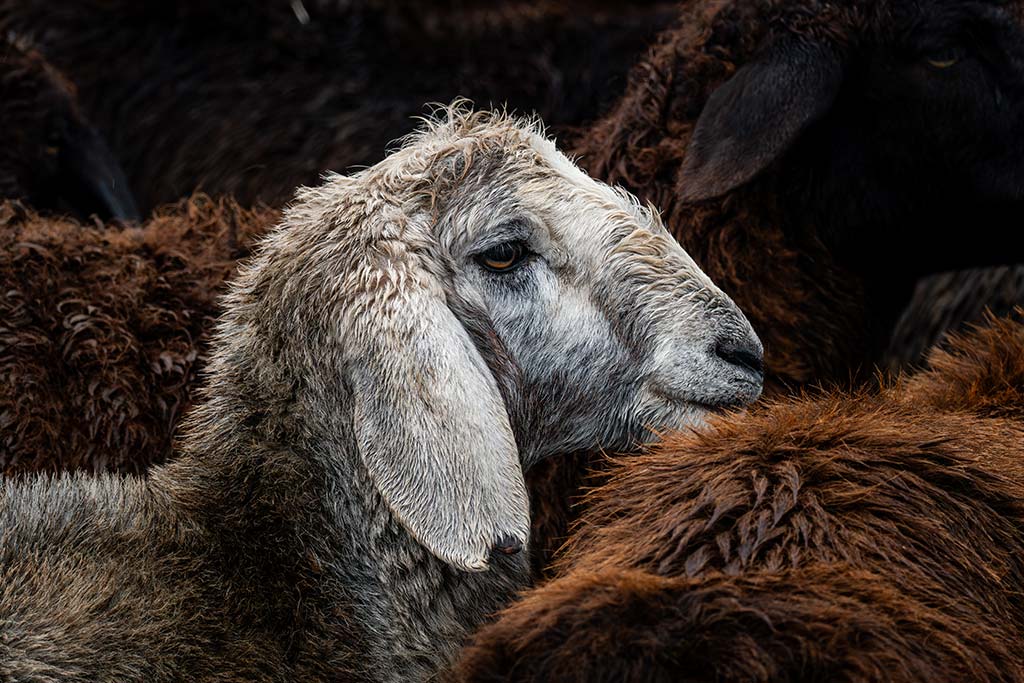 photo of a white lamb